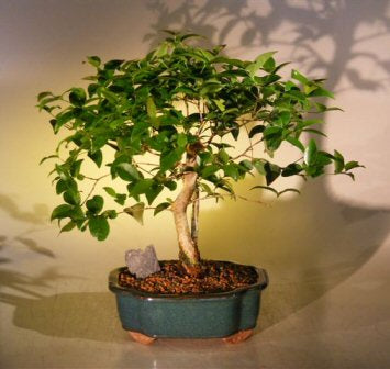 Flowering Surinam Cherry Bonsai Tree   (eugenia uniflora) - Culture Kraze Marketplace.com