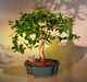 Flowering Surinam Cherry Bonsai Tree   (eugenia uniflora) - Culture Kraze Marketplace.com