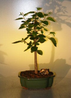 Paper  Birch Bonsai Tree  (betula papyrifera) - Culture Kraze Marketplace.com