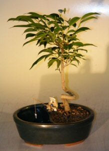Ficus Bonsai Tree in a Water/Land Container Coiled Trunk Style  (ficus 'orientalis') - Culture Kraze Marketplace.com