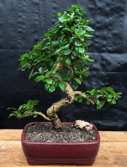 Fukien Tea Flowering Bonsai Tree  - Extra Large Curved Trunk Style  (ehretia microphylla) - Culture Kraze Marketplace.com