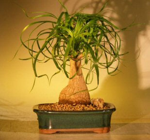 Ponytail Palm Bonsai Tree - Medium  (beaucamea recurvata) - Culture Kraze Marketplace.com