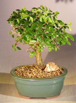 Chinese Elm Bonsai Tree - Aged  Straight Trunk Style  - Medium  (ulmus parvifolia) - Culture Kraze Marketplace.com