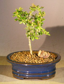 Flowering Tropical Boxwood Bonsai Tree - Small  (neea buxifolia) - Culture Kraze Marketplace.com