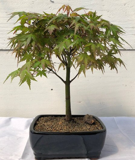Japanese Green Maple Bonsai Tree - Large   (acer palmatum) - Culture Kraze Marketplace.com