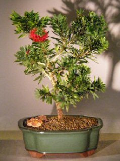 Flowering Bottlebrush - Little John Bonsai Tree - Medium   (Callistemon Citrinus "Little John") - Culture Kraze Marketplace.com