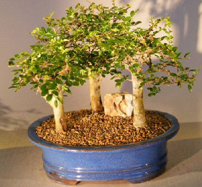 Chinese Elm Bonsai Tree - Aged  Three (3) Tree Forest Group   (ulmus parvifolia) - Culture Kraze Marketplace.com