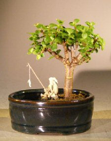 Baby Jade Bonsai Tree  Land/Water Pot - Small  (Portulacaria Afra) - Culture Kraze Marketplace.com