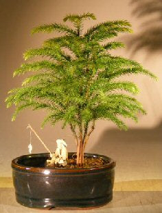 Norfolk Island Pine Bonsai Tree  Land/Water Pot - Small   (Araucaria Heterophila) - Culture Kraze Marketplace.com