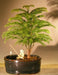Norfolk Island Pine Bonsai Tree  Land/Water Pot - Small   (Araucaria Heterophila) - Culture Kraze Marketplace.com