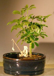 Hawaiian Umbrella Bonsai Tree  Land/Water Pot - Small  (arboricola schefflera 'luseanne') - Culture Kraze Marketplace.com