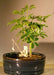 Hawaiian Umbrella Bonsai Tree  Land/Water Pot - Small  (arboricola schefflera 'luseanne') - Culture Kraze Marketplace.com