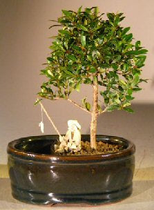 Flowering Brush Cherry Bonsai Tree Land/Water Pot - Small   (eugenia myrtifolia) - Culture Kraze Marketplace.com