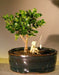 Flowering Dwarf Plum Bonsai Tree Land/Water Pot - Small   (carissa macrocarpa) - Culture Kraze Marketplace.com