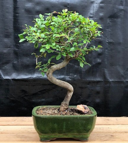 Chinese Elm Bonsai Tree    Trained Curve Trunk Style - Small    (Ulmus Parvifolia) - Culture Kraze Marketplace.com