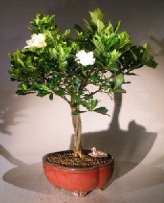 Flowering Gardenia Bonsai Tree Braided Trunk Style   (jasminoides miami supreme) - Culture Kraze Marketplace.com