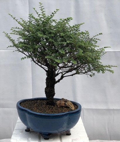 Chinese Seiju Elm Bonsai Tree   (ulmus parvifolia 'seiju') - Culture Kraze Marketplace.com