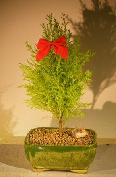 Lemon Cypress Bonsai Tree   (cupressus macrocarpa) - Culture Kraze Marketplace.com