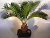 Sago Palm Bonsai Tree  (cycas revoluta) - Culture Kraze Marketplace.com