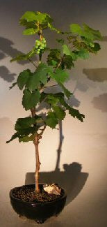 Wine Grape Bonsai Tree Chardonnay - Culture Kraze Marketplace.com