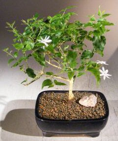 Flowering Downy Jasmine Bonsai Tree  (jasminum 'multiflorum') - Culture Kraze Marketplace.com