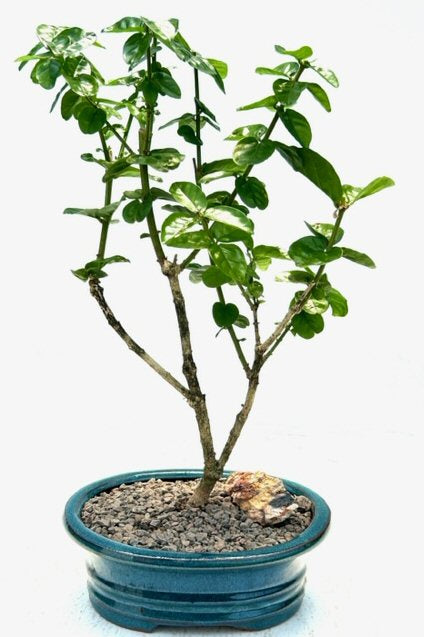 Flowering Grand Duke Jasmine Bonsai Tree  (Jasminum sambac grand duke) - Culture Kraze Marketplace.com