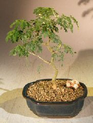 Flowering Brazilian Raintree Bonsai Tree - Small   (pithecellobium tortum) - Culture Kraze Marketplace.com