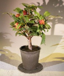 Artificial Pomegranate Bonsai Tree - Culture Kraze Marketplace.com
