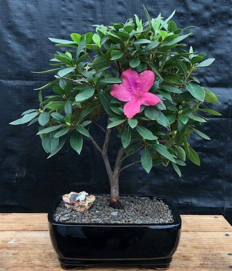 Flowering Tropical Pink Azalea Bonsai Tree  (rhododendron 'southern charm') - Culture Kraze Marketplace.com