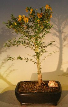Flowering Jamaican Raintree Bonsai Tree   (brya ebenus) - Culture Kraze Marketplace.com