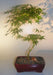 Japanese Green Maple Bonsai Tree  Curved "S" Shape Trunk  (acer palmatum) - Culture Kraze Marketplace.com