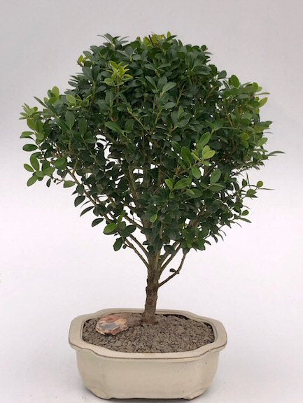 Dwarf Japanese Holly Bonsai Tree  (ilex crenata 'piccolo') - Culture Kraze Marketplace.com