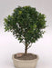 Dwarf Japanese Holly Bonsai Tree  (ilex crenata 'piccolo') - Culture Kraze Marketplace.com