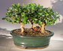 Flowering Fukien Tea Bonsai Tree - Upright Aged  Three Tree Forest Group  (ehretia microphylla) - Culture Kraze Marketplace.com