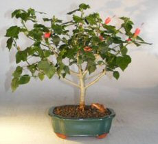 Flowering Dwarf Sleeping Hibiscus Bonsai Tree  (Malvaviscus alboretus 'compactus') - Culture Kraze Marketplace.com