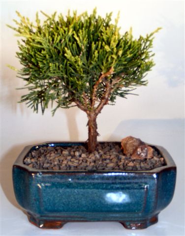 Golden Joy Shimpaku Juniper   (juniperus pfitzeriana) - Culture Kraze Marketplace.com