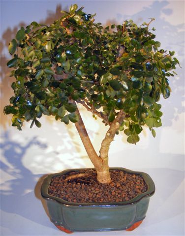 Flowering Campeche Bonsai Tree - Large   (haematoxylum campechianum) - Culture Kraze Marketplace.com