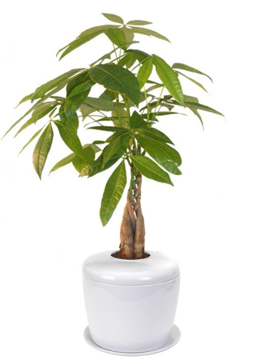Braided Money Bonsai Tree  (pachira aquatica)   and Porcelain Ceramic Cremation Urn with Matching Humidity / Drip Tray - Culture Kraze Marketplace.com