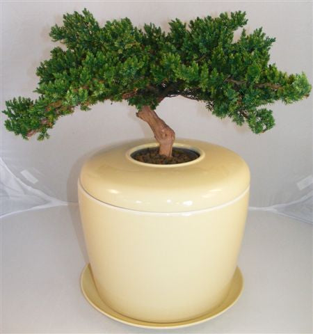 Monterey Juniper Preserved Bonsai Tree  (Not a Living Tree)   and Porcelain Ceramic Cremation Urn with Matching Humidity / Drip Tray - Culture Kraze Marketplace.com