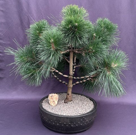Japanese Black Pine Bonsai Tree   (pinus thunbergii 'thunderhead') - Culture Kraze Marketplace.com