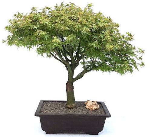 Dwarf Japanese Maple Bonsai Tree  (acer palmatum 'Capercis Dwarf') - Culture Kraze Marketplace.com