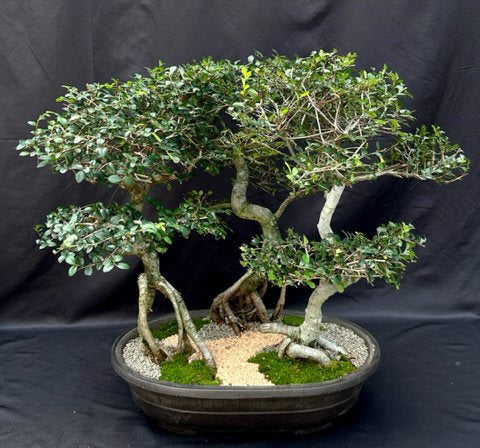 Chinese Elm Bonsai Tree  Curved trunk & Exposed Roots  Three (3) Tree Forest Group   (ulmus parvifolia) - Culture Kraze Marketplace.com