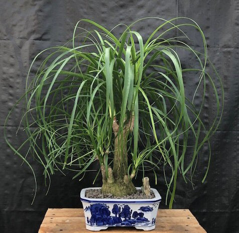 Ponytail Palm Multi Trunk Bonsai Tree   (beaucamea recurvata) - Culture Kraze Marketplace.com