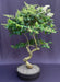 Flowering Ligustrum Bonsai Tree Curved Trunk Style  (ligustrum lucidum) - Culture Kraze Marketplace.com