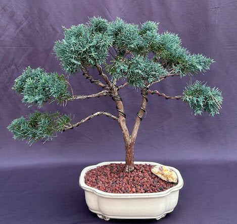 Shimpaku Juniper Bonsai Tree  (juniper chinensis 'shimpaku') - Culture Kraze Marketplace.com