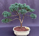 Shimpaku Juniper Bonsai Tree  (juniper chinensis 'shimpaku') - Culture Kraze Marketplace.com