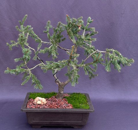 Dwarf Norway Spruce Bonsai Tree  (picea abies 'pusch') - Culture Kraze Marketplace.com
