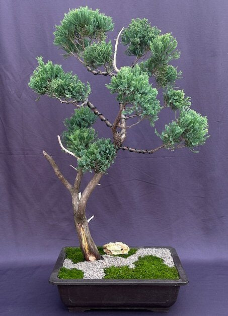 Hollywood Juniper Bonsai Tree (Juniperus Chinensis 'Torulosa') - Culture Kraze Marketplace.com