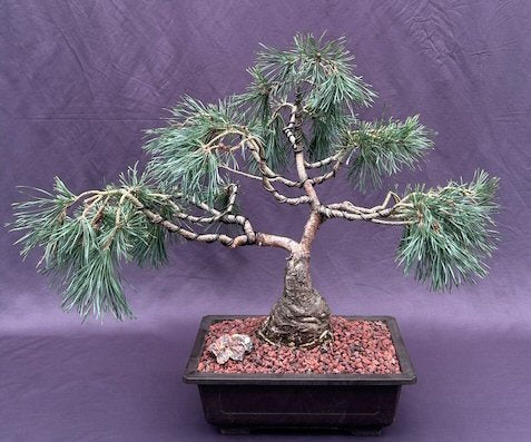 Scotch (Scots) Pine Bonsai Tree (Pinus Sylvestris 'Albyn) - Culture Kraze Marketplace.com