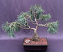 Scotch (Scots) Pine Bonsai Tree (Pinus Sylvestris 'Albyn) - Culture Kraze Marketplace.com